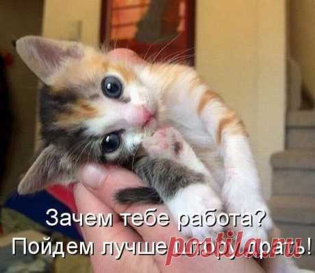 котоматрица