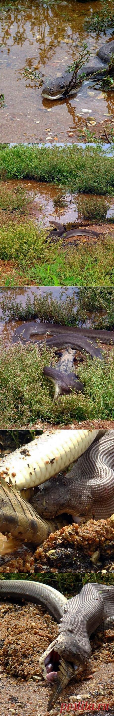 (+1) тема - Ужасы на реке Лимпопо. Питон съел крокодила! | КУРЬЕЗЫ