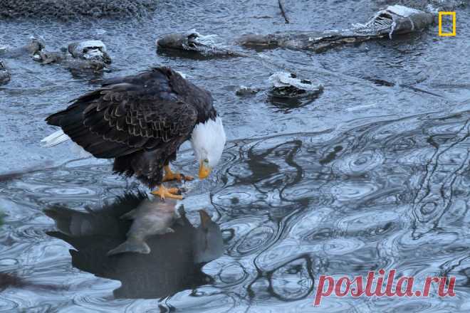 National Geographic: лучший фотограф природы 2017