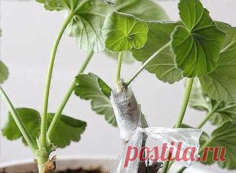 (48) Одноклассники