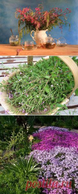 «Копорский» чай — лечебный напиток домашнего приготовления