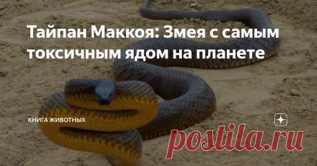 Тайпан Маккоя: Змея с самым токсичным ядом на планете Прошу любить и жаловать Тайпана Маккоя — самую ядовитую змею на Земле.