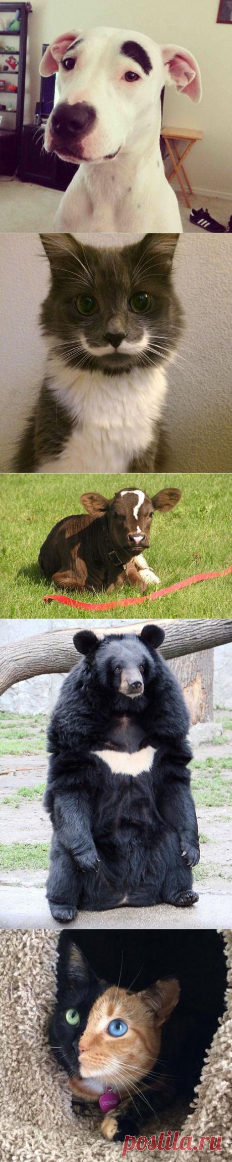 Пост, в очередной раз доказывающий, что у природы отличное чувство юмора