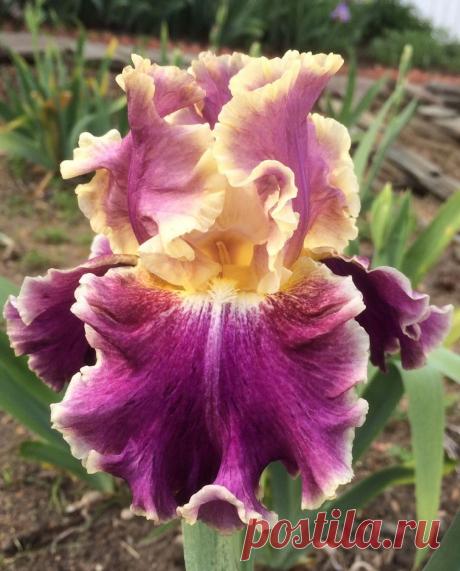 MONTMARTRE -- Winner of the Dykes Medal for 2017 and winner of the Wister Award for 2014, the highest honor awarded yearly for a tall bearded iris.