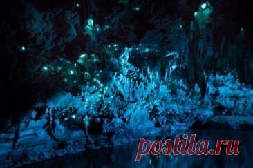 Невероятное свечение пещеры в Новой Зеландии. В чем же секрет? В глубине известняковых пещер Новой Зеландии поселились колонии особенных светлячков. Они излучают мягкий сине-зеленый свет, достаточный для освещения пещерных стен.Этих маленьких созданий называют Arachnocampa luminosa. Они из рода грибных комариков. Фотограф Джозеф Майкл запечатлел этот...