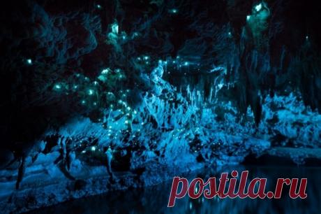 Невероятное свечение пещеры в Новой Зеландии. В чем же секрет? В глубине известняковых пещер Новой Зеландии поселились колонии особенных светлячков. Они излучают мягкий сине-зеленый свет, достаточный для освещения пещерных стен.Этих маленьких созданий называют Arachnocampa luminosa. Они из рода грибных комариков. Фотограф Джозеф Майкл запечатлел этот...