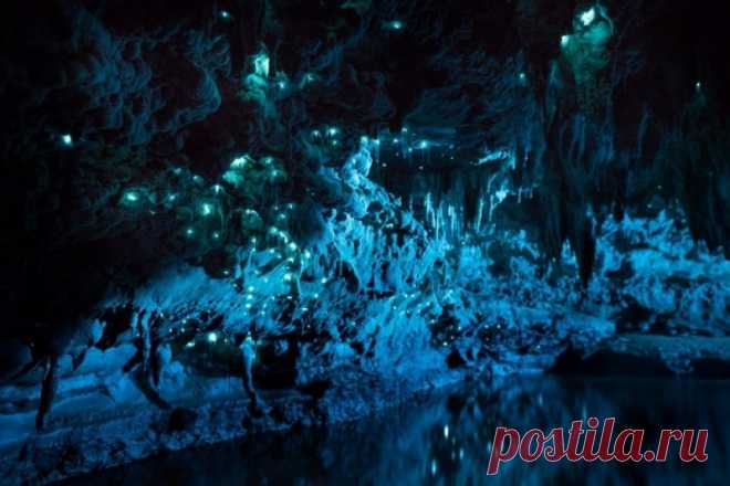 Невероятное свечение пещеры в Новой Зеландии. В чем же секрет? В глубине известняковых пещер Новой Зеландии поселились колонии особенных светлячков. Они излучают мягкий сине-зеленый свет, достаточный для освещения пещерных стен.Этих маленьких созданий называют Arachnocampa luminosa. Они из рода грибных комариков. Фотограф Джозеф Майкл запечатлел этот...