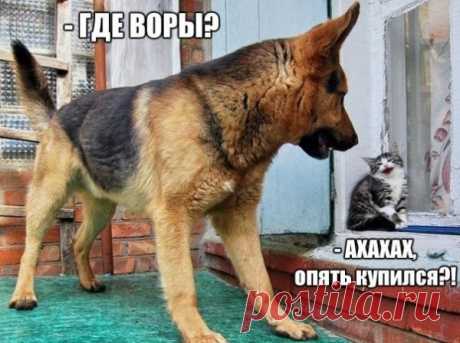 Банда