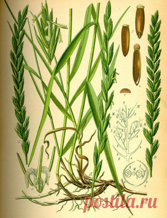 Пырей: Невероятные целебные свойства, о которых мало кто знает Народные названия: корень-трава, собачья трава, червь-трава, житняк, собачий зуб, житец, понырь, ржанец, житвец, ортанец, дандур. Пыре́й (лат. Elytrígia) — многолетнее травянистое растение; род семейс...