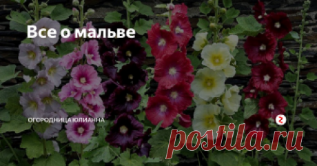Все о мальве Проходя мимо дачных участков очень часто можно заметить красиво цветущие высокие и раскидистые кусты мальвы (или как еще ее называют шток-розы или просвирника). Это красивое растение очень выносливо и просто в выращивании. Селекционеры постарались и вывели очень большое количество разнообразных сортов этого замечательного цветка.
