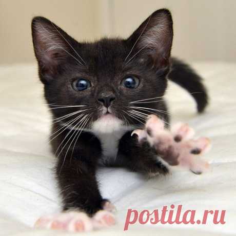 Субботний котопост Доброго всем дня! Пришло время для очередной подборки забавных фотографий с котами. Вашему вниманию предлагаются картинки с надписями и без, но на всех из них есть наши любимые коты.

















…