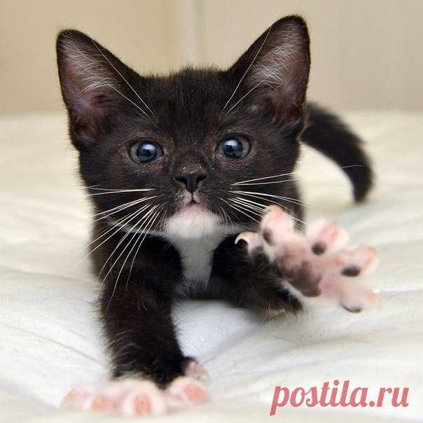 Субботний котопост Доброго всем дня! Пришло время для очередной подборки забавных фотографий с котами. Вашему вниманию предлагаются картинки с надписями и без, но на всех из них есть наши любимые коты.

















…