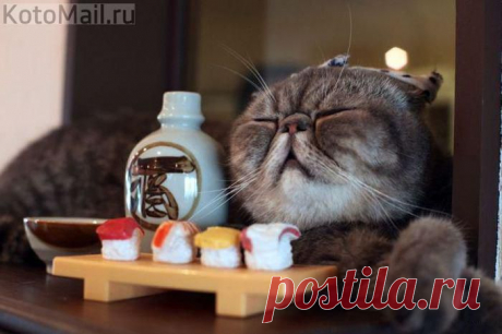 Япона Котэ