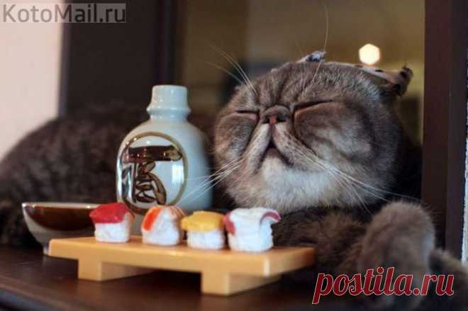 Япона Котэ