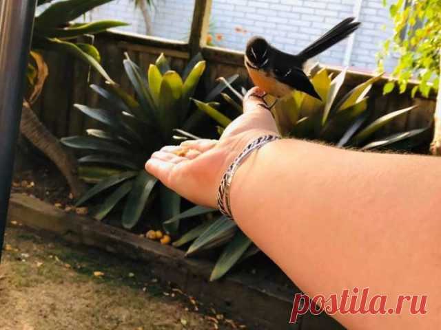 Дружелюбные дикие животные / Питомцы