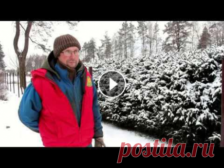 Живая изгородь из хвойных пород Как сделать живую изгородь. Как за ней ухаживать. Какие хвойные породы можно использовать....
