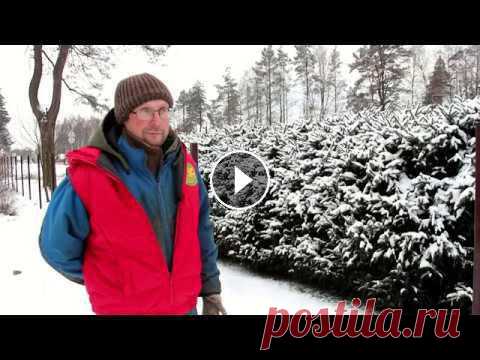 Живая изгородь из хвойных пород Как сделать живую изгородь. Как за ней ухаживать. Какие хвойные породы можно использовать....