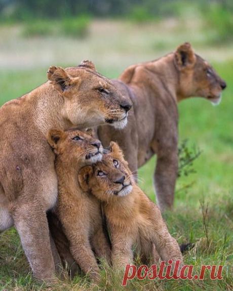 Смешная дикая природа