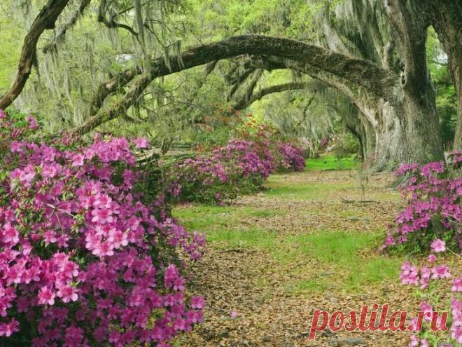 Уход за цветком азалия в домашних условиях Для тех садоводов, кто любит лицезреть цветущие растения даже в зимнее время, азалия — это одна из немногих отдушин. Этот кустарник, который также называют рододендрон, отличается тем, что всегда раду...