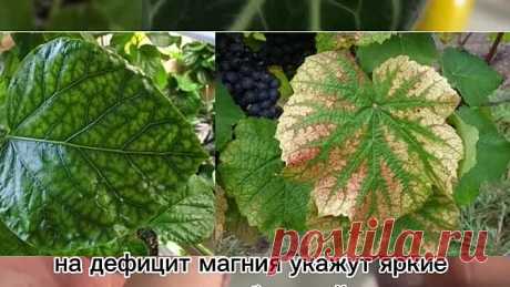 Чего не хватает растениям?