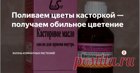 Поливаем цветы касторкой — получаем обильное цветение Народная хитрость