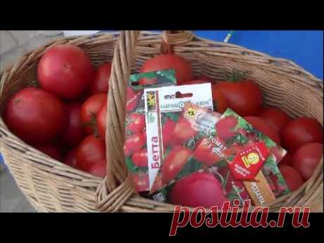 Урожайные сорта ТОМАТОВ: в семенах и в реальности