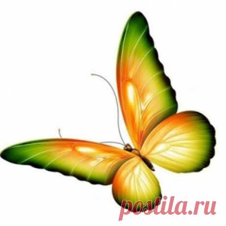 Бабочки - МирТесен