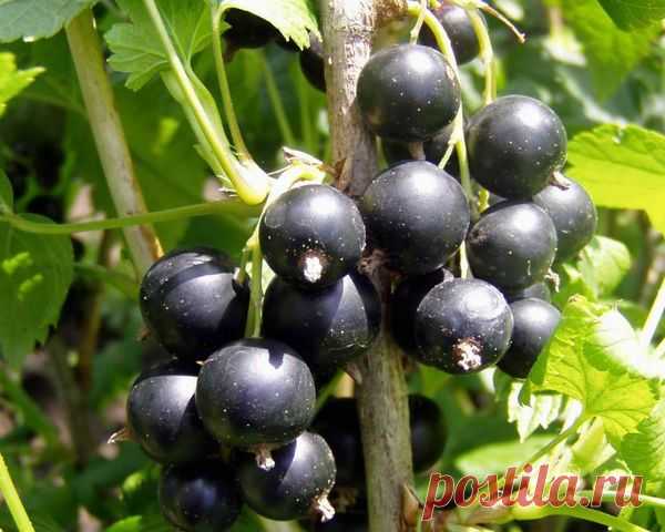 Ликер из черной смородины