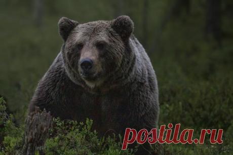 Волки-роботы со светящимися глазами используются в Японии для отпугивания медведей: видео
