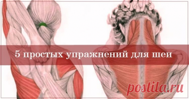Упражнения для шеи: Освобождают от зажимов и нормализуют давление — Домашние заботы
