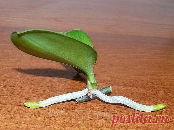 (52) Одноклассники - Как размножать орхидею фаленопсис