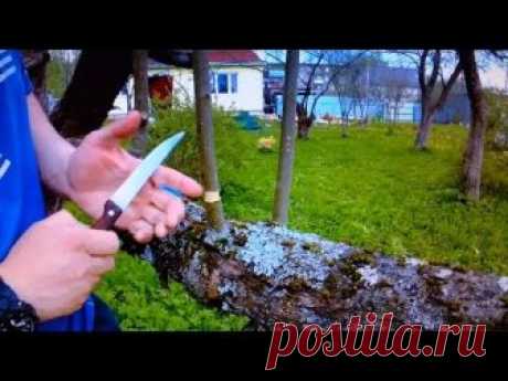 воздушный саженец яблони