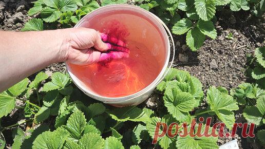 Йод+марганцовка+бор = весь дом заставлен клубникой. Хорошая подкормка вносите только по этой схеме. | Сад огород life | Дзен