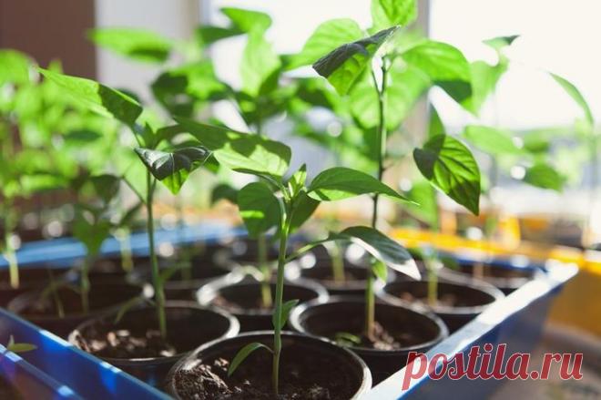 Системный подход к защите и подкормке перца и баклажанов