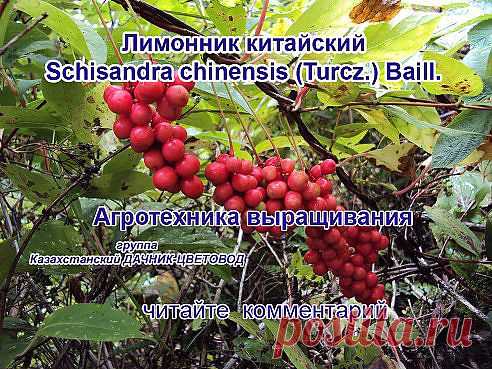 лимонник китайский