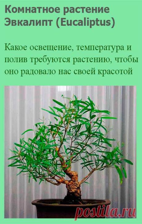 Комнатное растение Эвкалипт (Eucaliptus). Многие эвкалипты - высокие деревья, растущие в Австралии. Между тем, существуют виды эвкалиптов, которые можно выращивать в комнатах и оранжереях как горшечные растения. Условия успеха их содержания в домашних условиях - прохлада и хорошее освещение. Летом горшок с молодым эвкалиптом можно выносить на улицу.