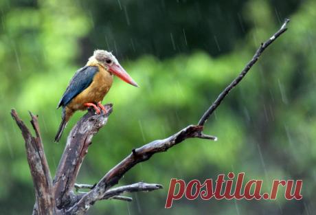 Кстати, о птичках | Чёрт побери Эти потомки динозавров выменяли передние конечности на крылья, и были правы. Полет очень эффективный способ как догнать жертву, так и «смыться» от хищников. Просто птицы. Длиннохвостая синица — одна из мелких певчих птиц отряда воробьинообразных. Сообужает очень прочное, красивое гнездо, шарообразной или яйцевидной формы, прикрепляющееся в развилках ветвей и обильно выстилающееся внутри перьями и шерстью, вьётся из мха, лишайников и паутины ...