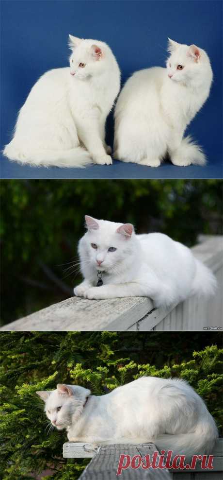 Кошки, - Ангорская — Воротила