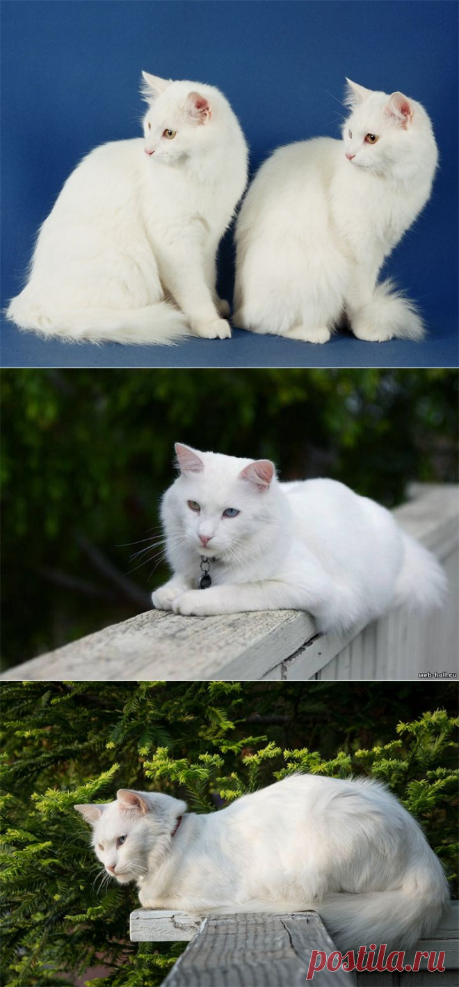 Кошки, - Ангорская — Воротила