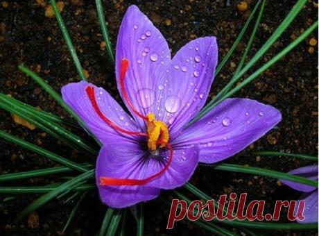 Безупречная пряность шафран