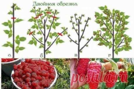 Урожайная обрезка малины по Соболеву — Домашние