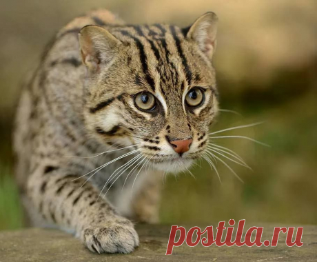 страницы которые создавались константина валерьевича сосницкого краснодар: 10 тыс изображений найдено в Яндекс.Картинках