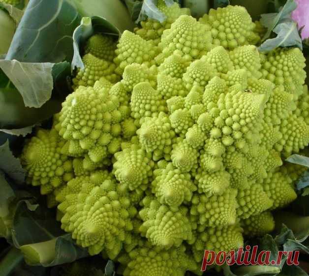 Цветная капуста: выращивание, уход, сорта.