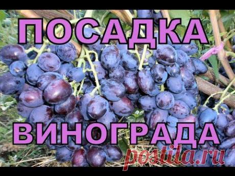 Посадка саженцев винограда - YouTube