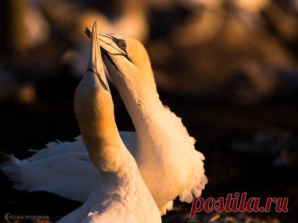 Австралийские олуши. Снимок делан неподалеку от Окленда в Новой Зеландии. Автор фото – Ксения Епишенкова: nat-geo.ru/photo/user/256031/