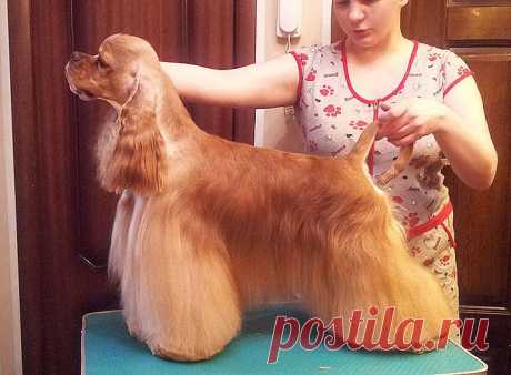 СН HAPPYTAIL'S HOME LOTOS /Фил/s.INT CH Khafka's Call-Me-Blond х d.JCH Happytail's Home Esenia/-
Титулы:Junior Champion Russia, Champion Russia, Candidate Ch.Club, 5xJ.BOB, 3xCAC, 4xBOB, Junior BIS-I Special show, 2xBIG-II, 2xBIG-III