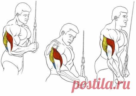 Упражнения для твоего Трицепса / Спорт Сильных!