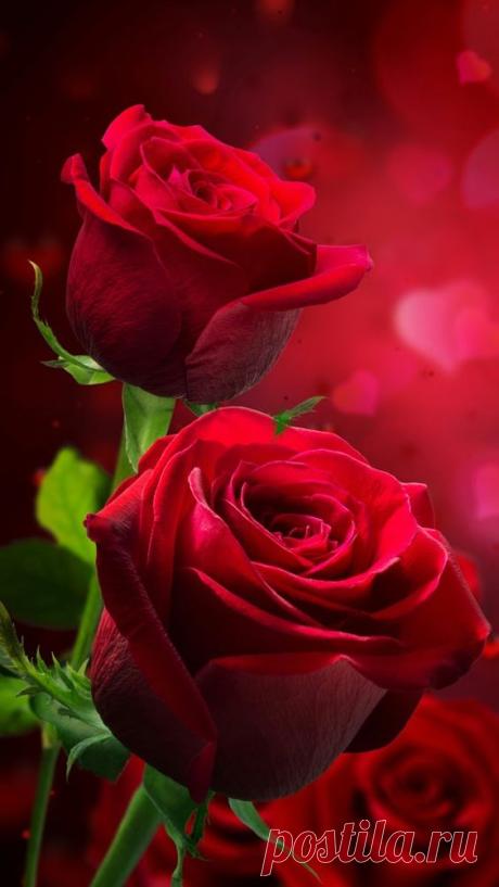 (1) Pinterest
