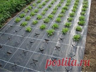 Как правильно посадить клубнику — 4 способа посадки
Как правильно посадить клубнику, чтобы получить хороший урожай? Предлагаем вам четыре эффективных способа посадки клубники, давно зарекомендовавших себя среди садоводов-огородников. Посадка клубники отдельно стоящими кустами Розетки клубники сажаются по одной на расстоянии 45-60 см. Чтобы растения не переплетались, усы регулярно удаляются, тем самым позволяя кустам интенсивно развиваться и обильно плодоносить. Недостатки ...