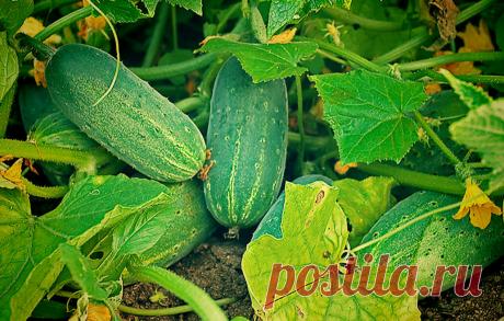 Пожелтела листва огурцов? Вам помогут деревенские методы наших бабушек! | Твоя Дача | Яндекс Дзен
